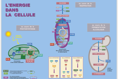 Biologie de la cellule - La production d'énergie dans les cellules - infographie